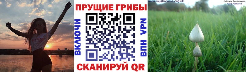 Псилоцибиновые грибы мухоморы  blacksprut ТОР  Белово  наркотики 
